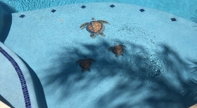 Aqua-Blue-StoneScapes-with turtle-mosaics-with-shadows