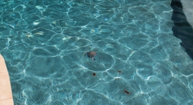 Aqua-Blue-StoneScapes-with-Brown-turtle-mosaics