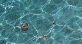 Aqua-Blue-StoneScapes-with-brown-turtle-mosaics
